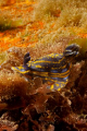 Hypselodoris cantabrica crawling over the Leven's wreck. Shot with a Canon EOS 300D in Nimar housing, Sigma 50mm macro, Ikelite MV and Nikonos SB-105 strobes. 